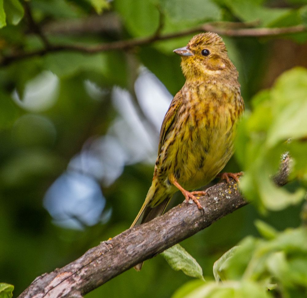 Фотография автора Екатерина Счасная