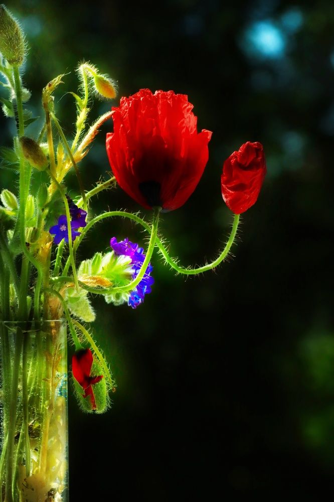 Photograph by Olga Asson