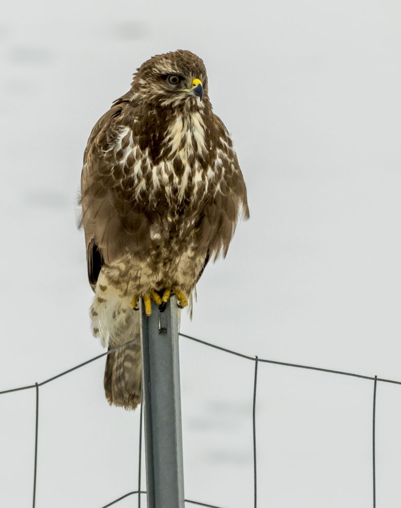 Фотография автора COMSA BOGDAN