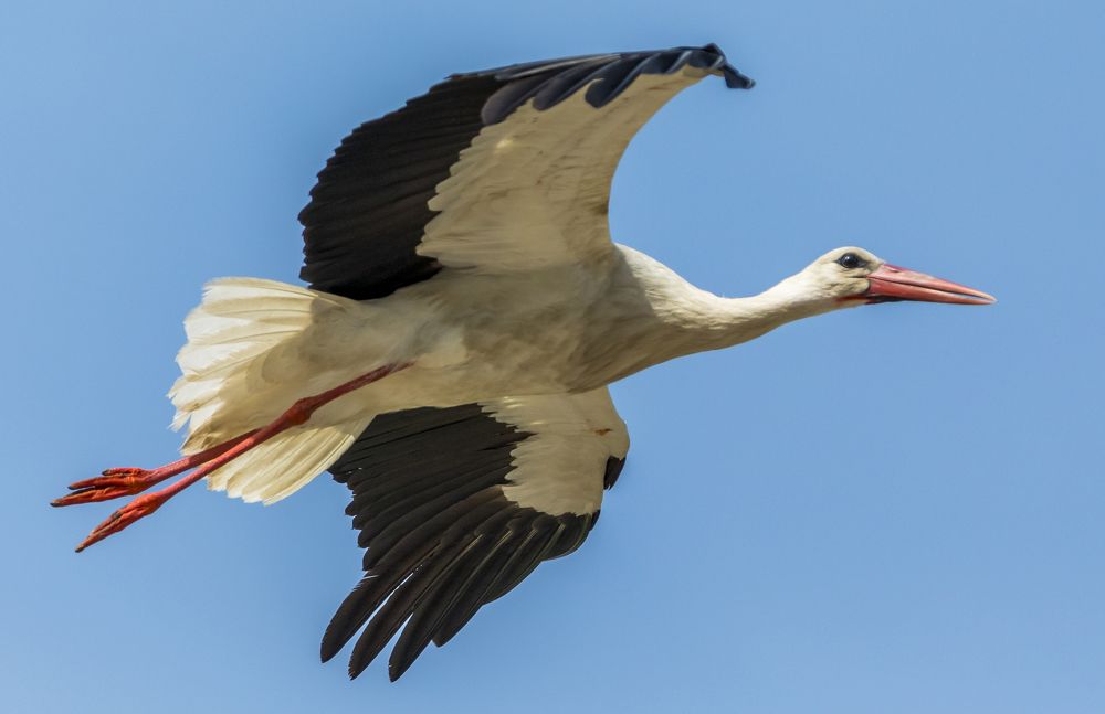 Фотография автора COMSA BOGDAN