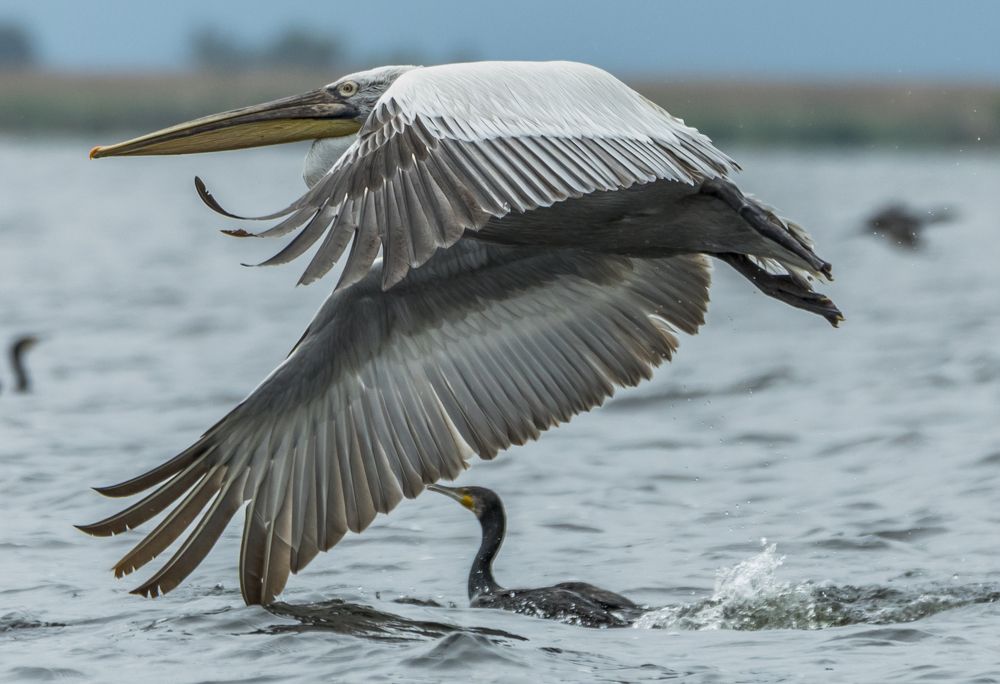 Фотография автора COMSA BOGDAN
