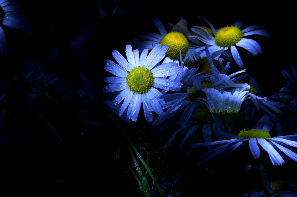 Photograph by Владимир Михайлов