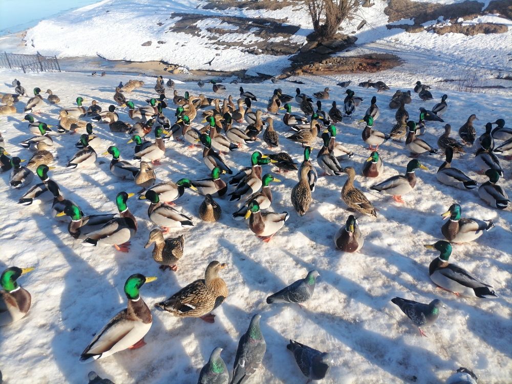 Photograph by Юлия Яблокова