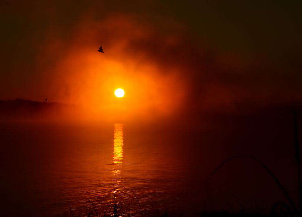 Восход и чайка