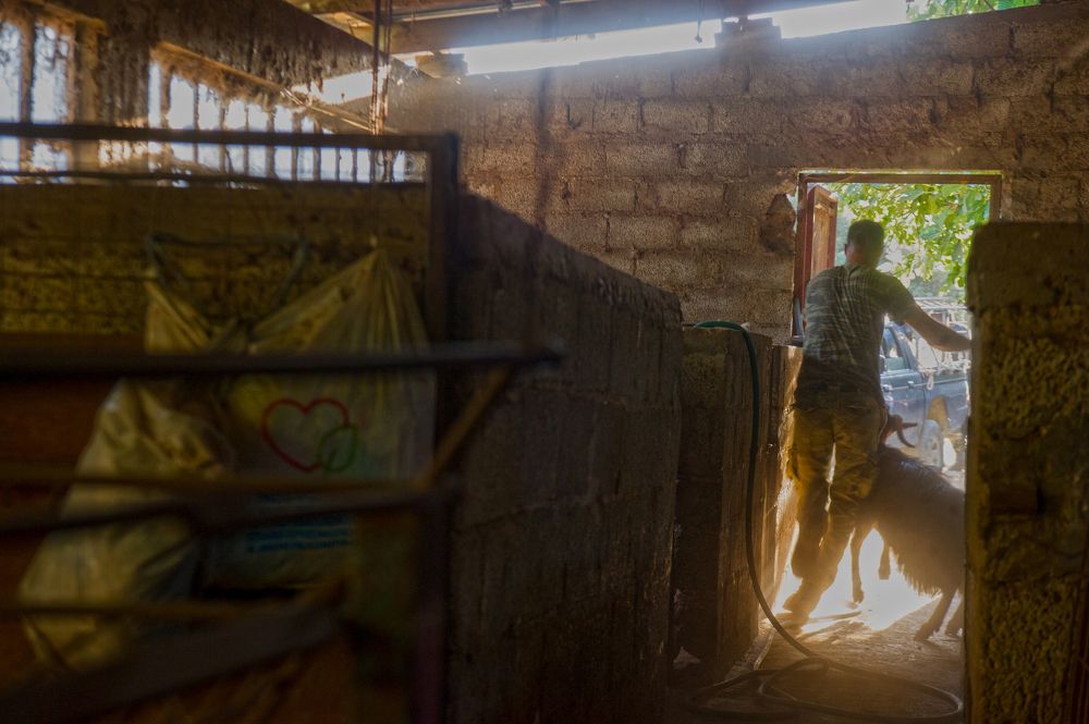 A sheppard in the evening