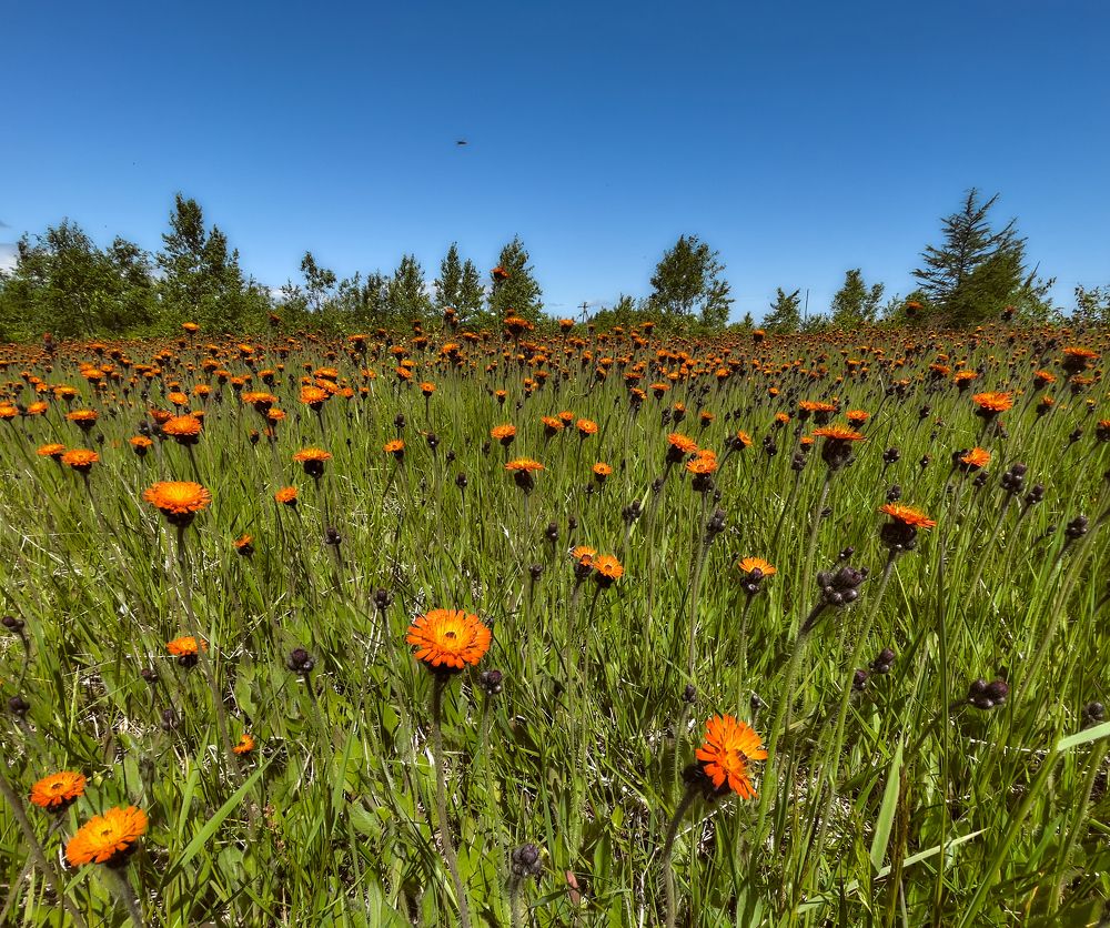 Фотография автора Вадим Бороненков