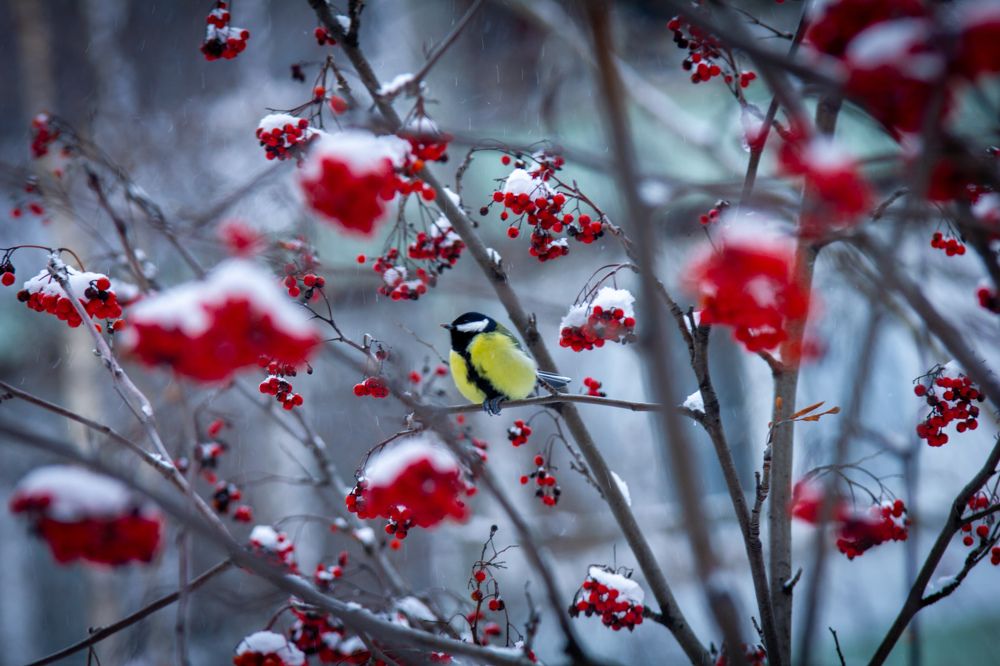 Photograph by Сергей Фаренюк