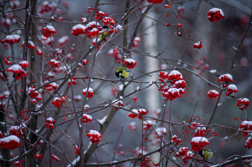 Photograph by Сергей Фаренюк