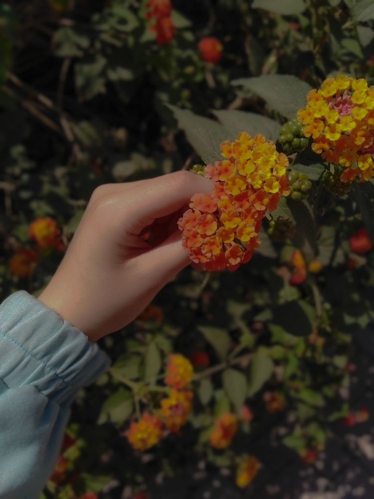 Фотография автора Mennataullah Dakhly