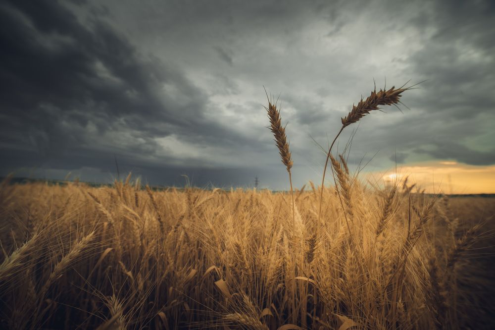 Photograph by Олег Сухенко