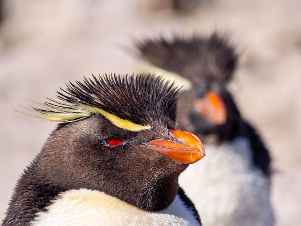 Photograph by Aldo Galante