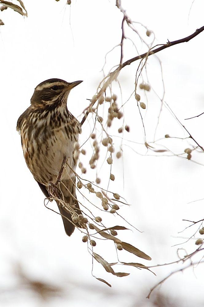 Белобро́вик