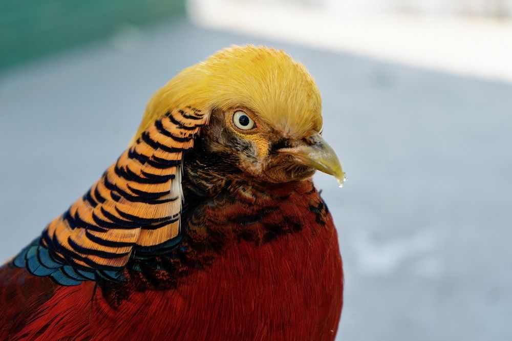 Золотой фазан