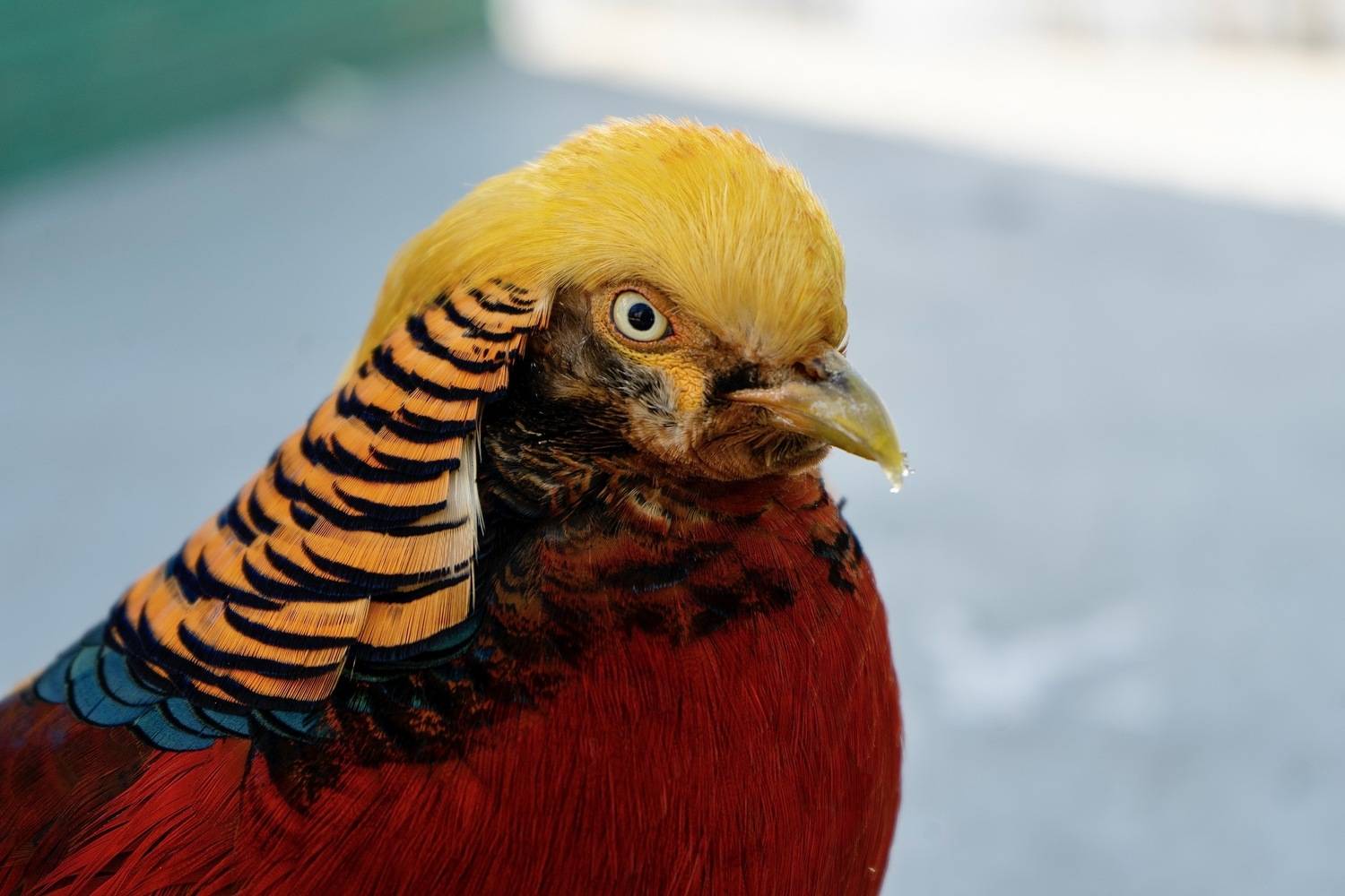 Золотой фазан