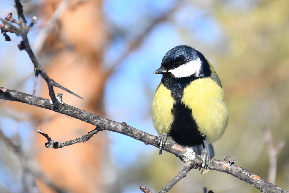 Синичкин отдых