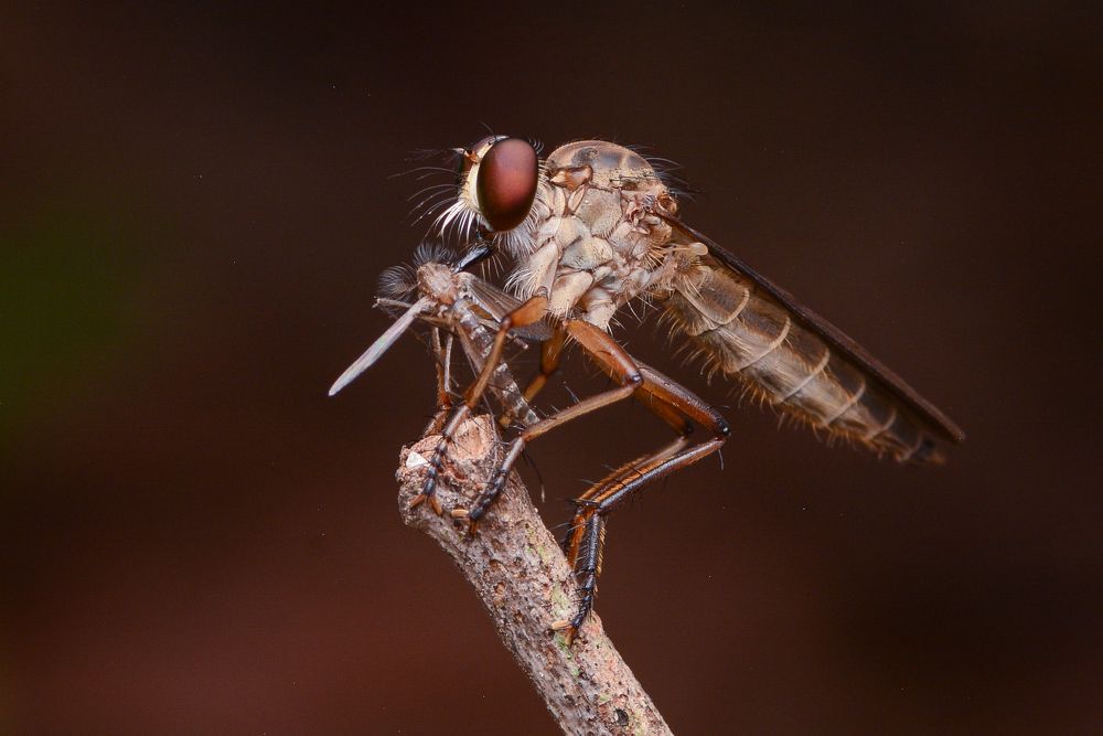 Photograph by Lucky Alvi