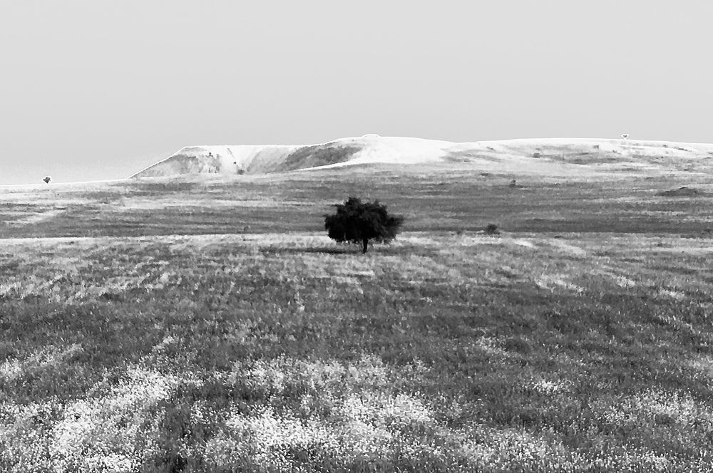 Photograph by Farzaneh Saeedan