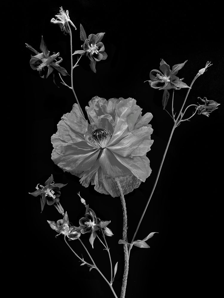 Photograph by Марина Танаева