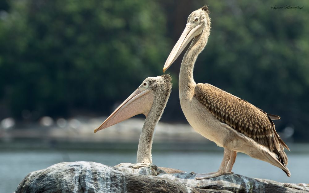 Photograph by Shweta Khandelwal