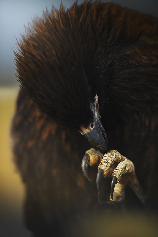 Photograph by Davide Giannetti