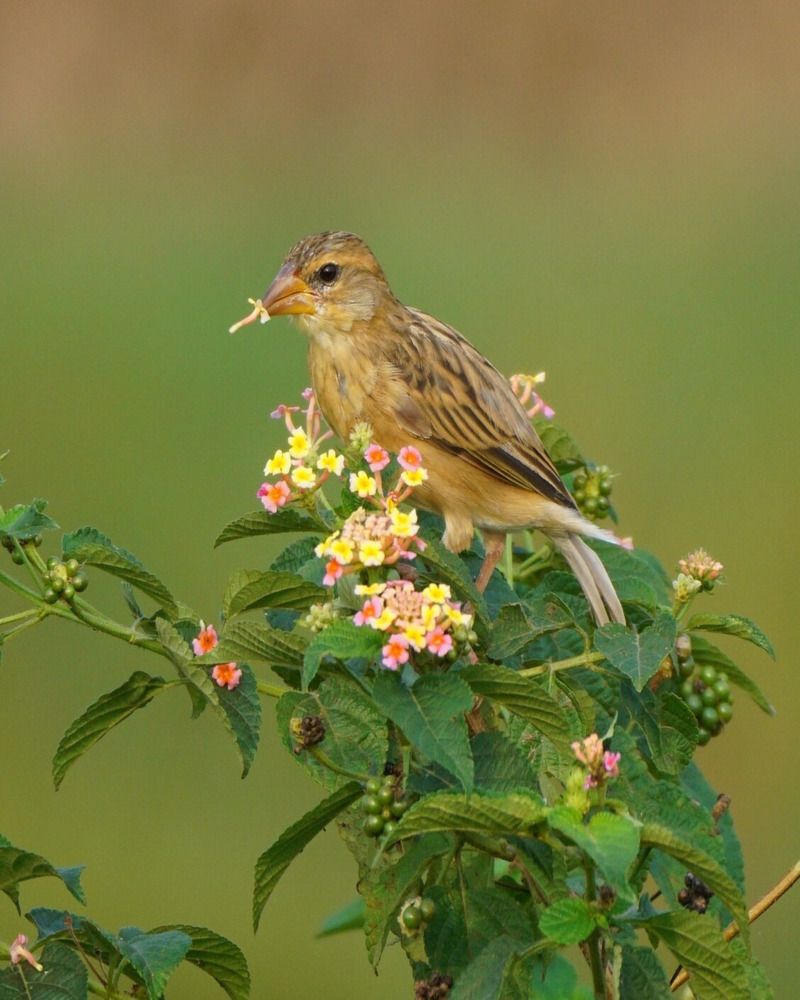 Baya Weaver with Lantana Flower