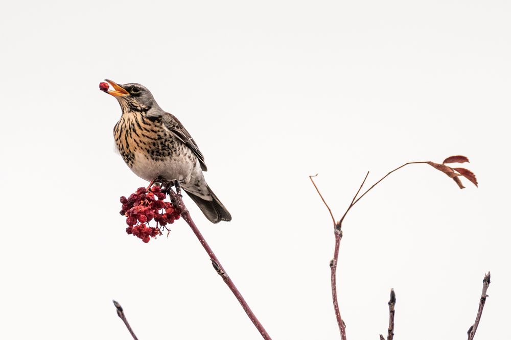 Photograph by Ольга Рачилова