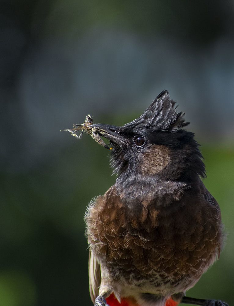 The last moment of robber fly...