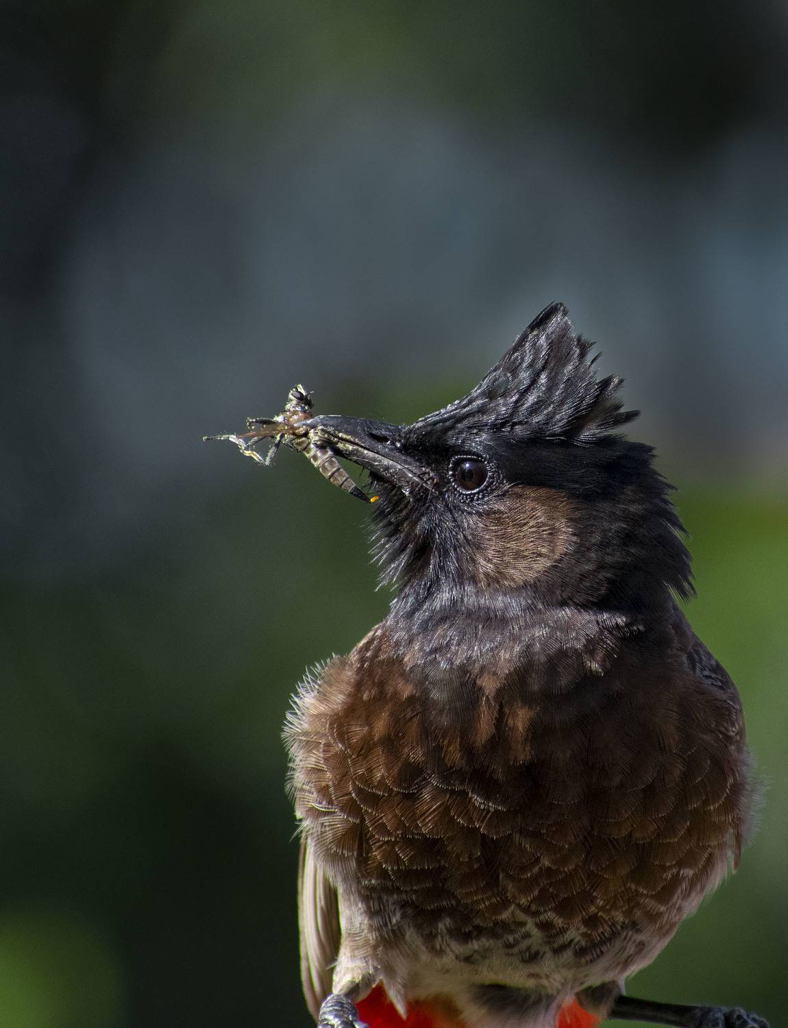 The last moment of robber fly...