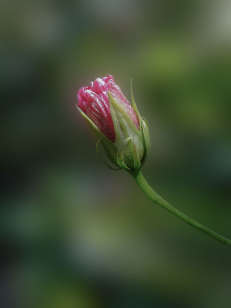 Фотография автора Mennataullah Dakhly