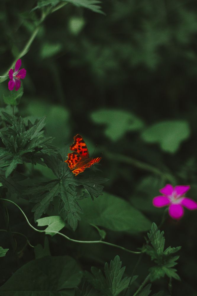 Photograph by Виктория Гончарук