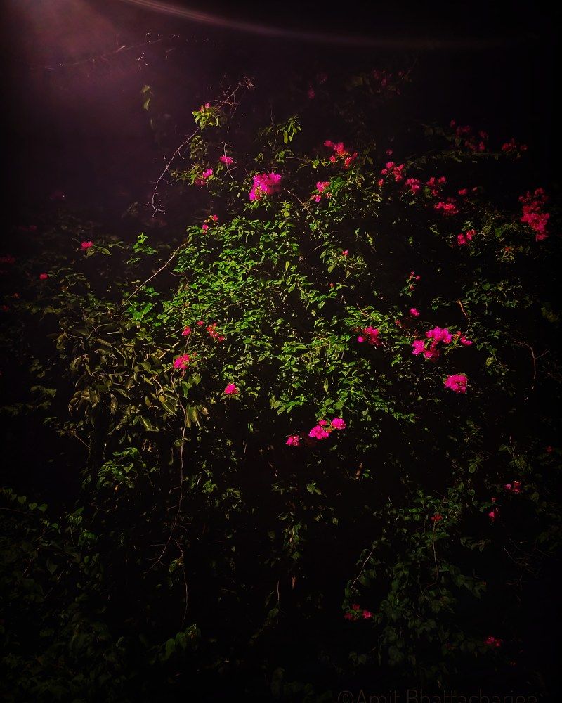 Photograph by Amit Bhattacharjee