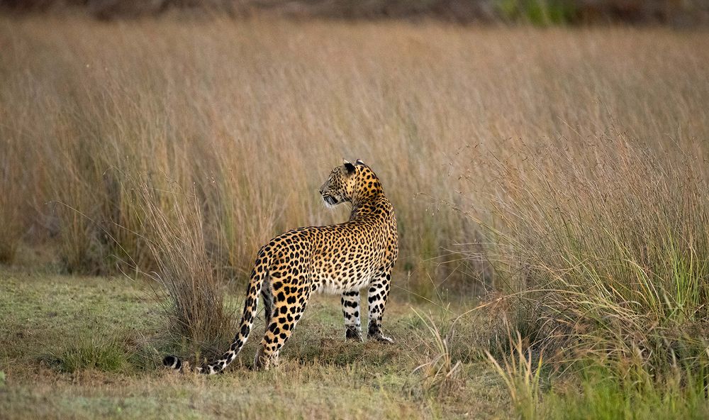 Photograph by SAMAN HALLOLUWA