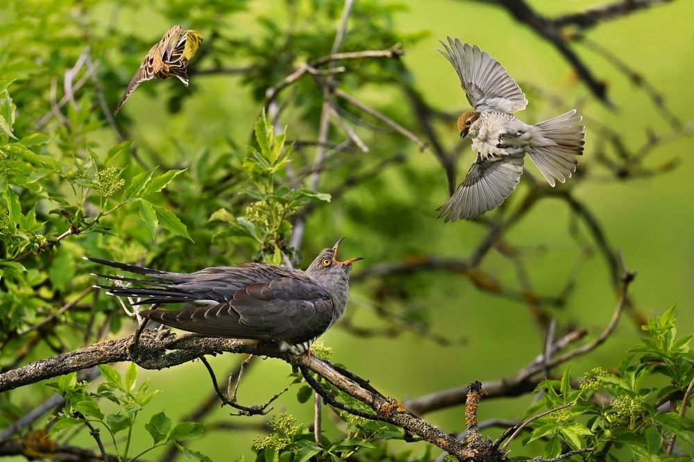 neighborly relations I