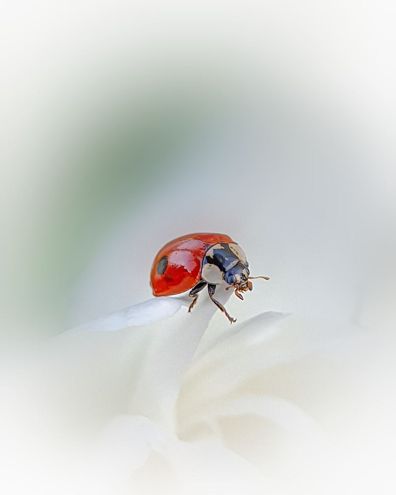 Фотография автора Юлия Таран