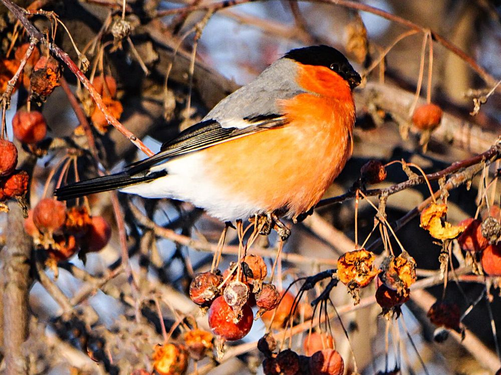 Photograph by Анжелика Трошина
