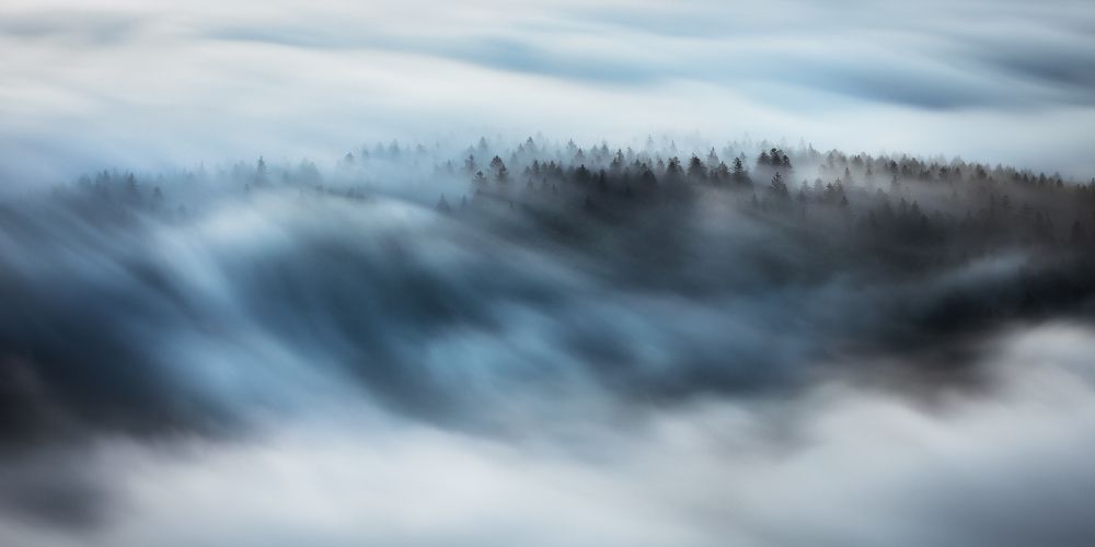 The forest in the morning veil...