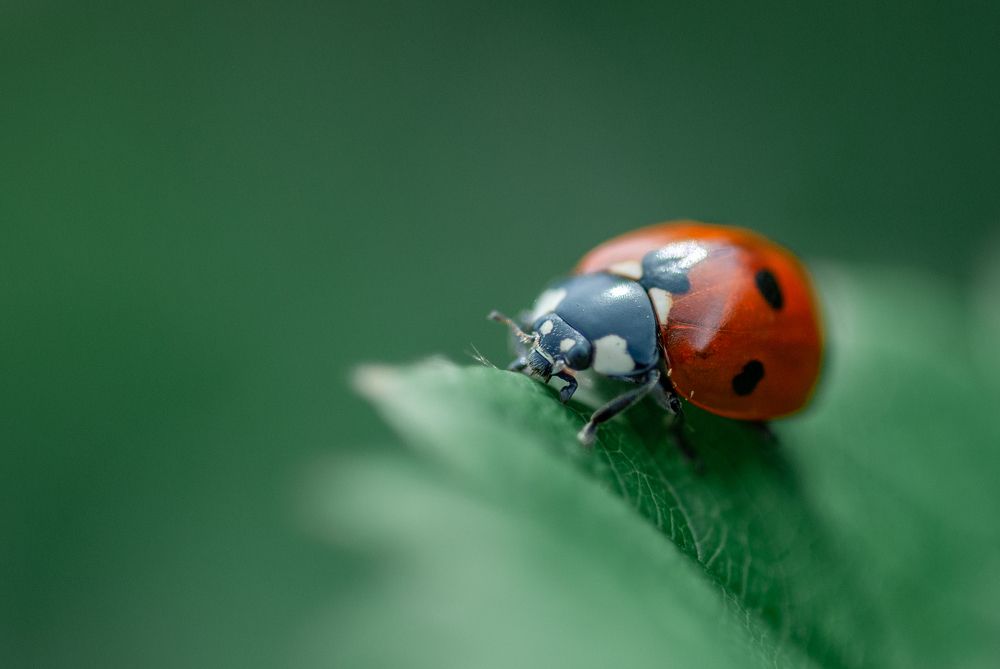 Photograph by Ольга Чуванова