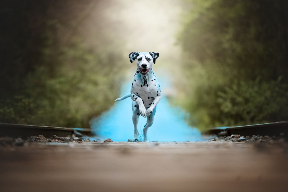 Фотография автора Rut Casanellas