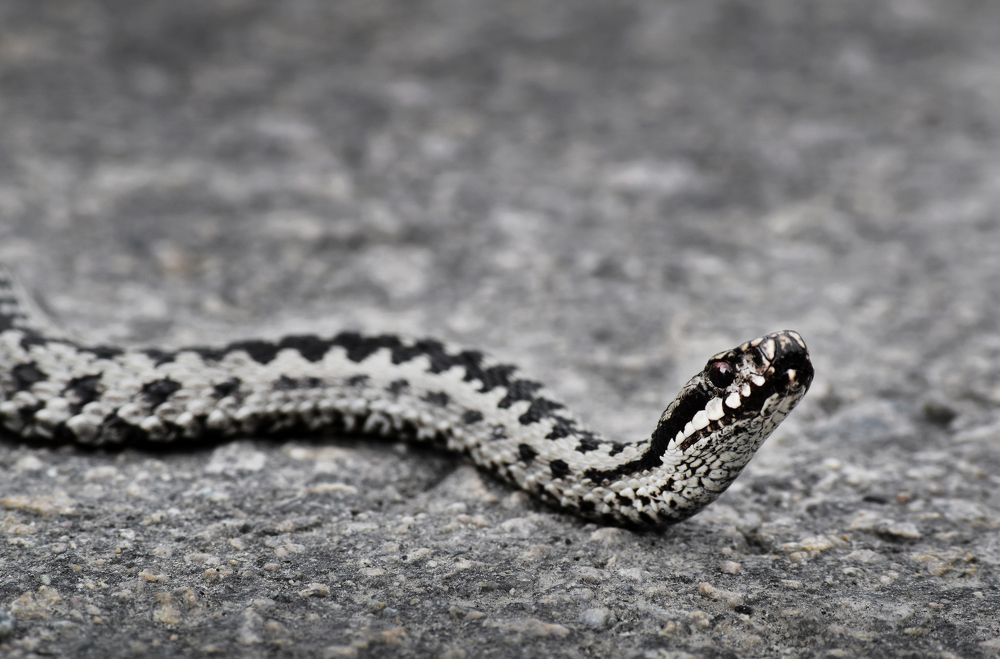 Photograph by Aušrinė Bui