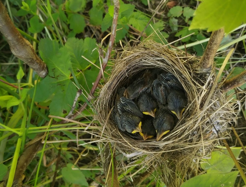 Photograph by Mila Vshivkova