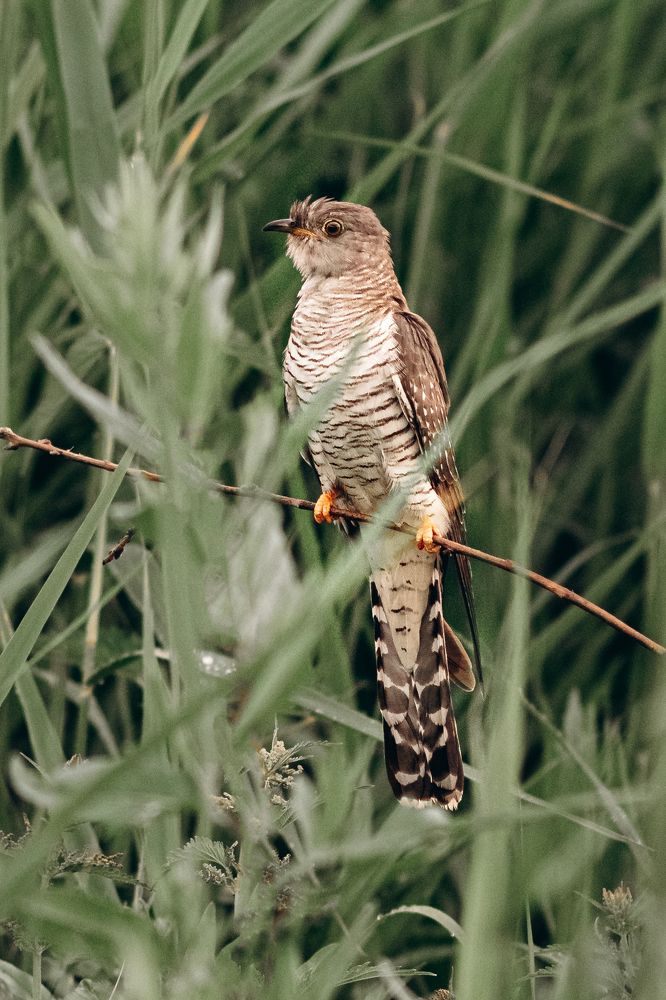 Photograph by Ольга Рачилова