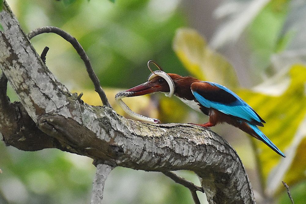 It's time to breakfast