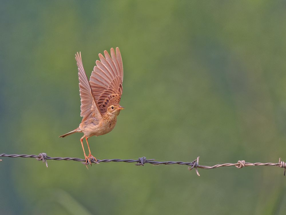 Paddy field Pipit