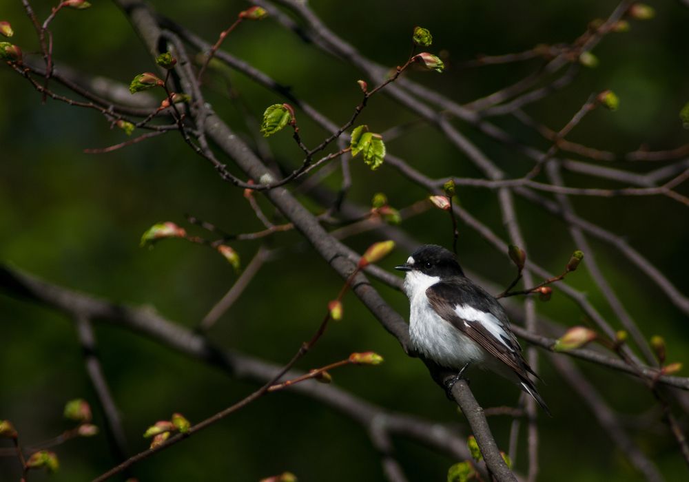 Photograph by Александр Наракшин