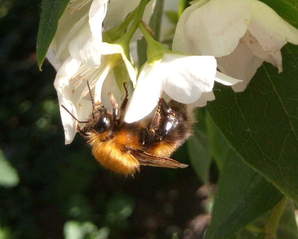 шмель, макро