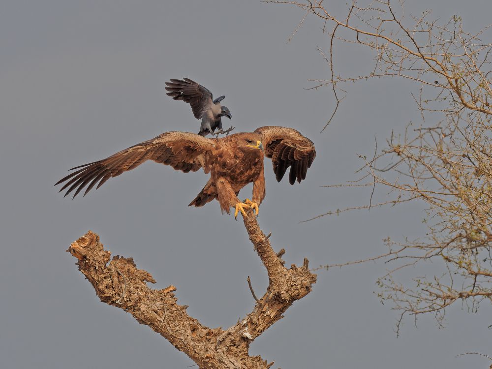 Photograph by RAJESH MAHAJAN