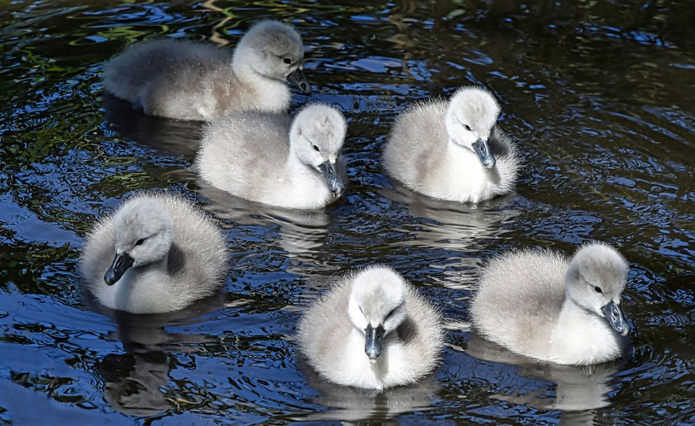 Photograph by Albina Kulikova
