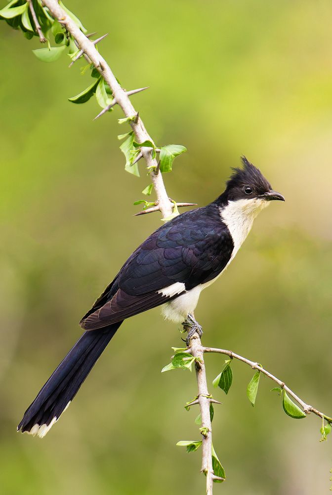 Pied Cuckoo