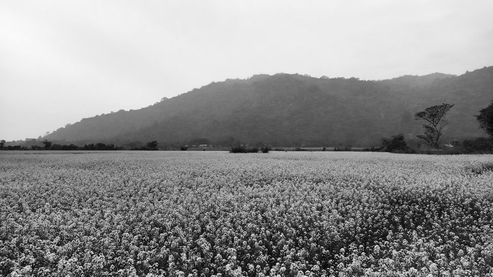 Фотография автора Dipayan Debbarma