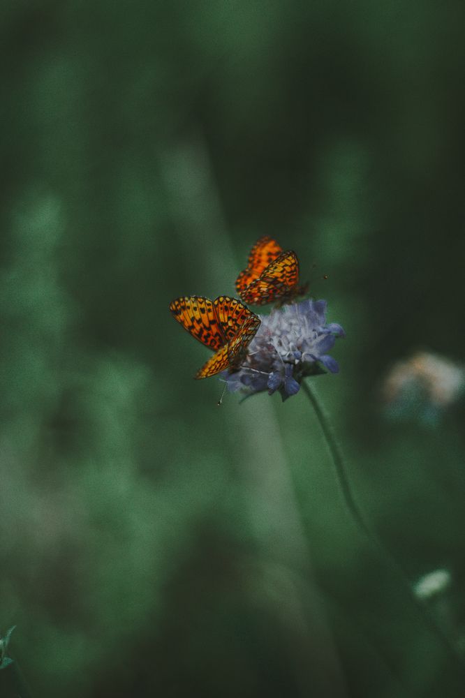 Photograph by Виктория Гончарук